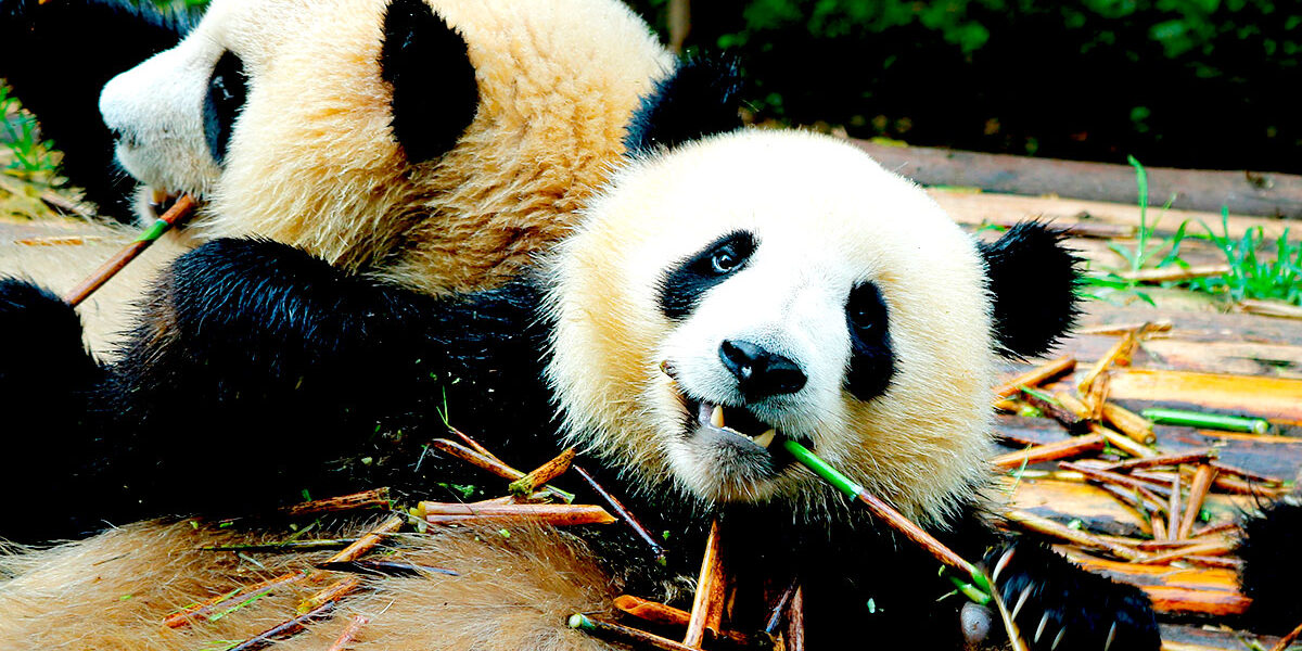 Pandas gigantes en la Base de Investigación de Chengdu