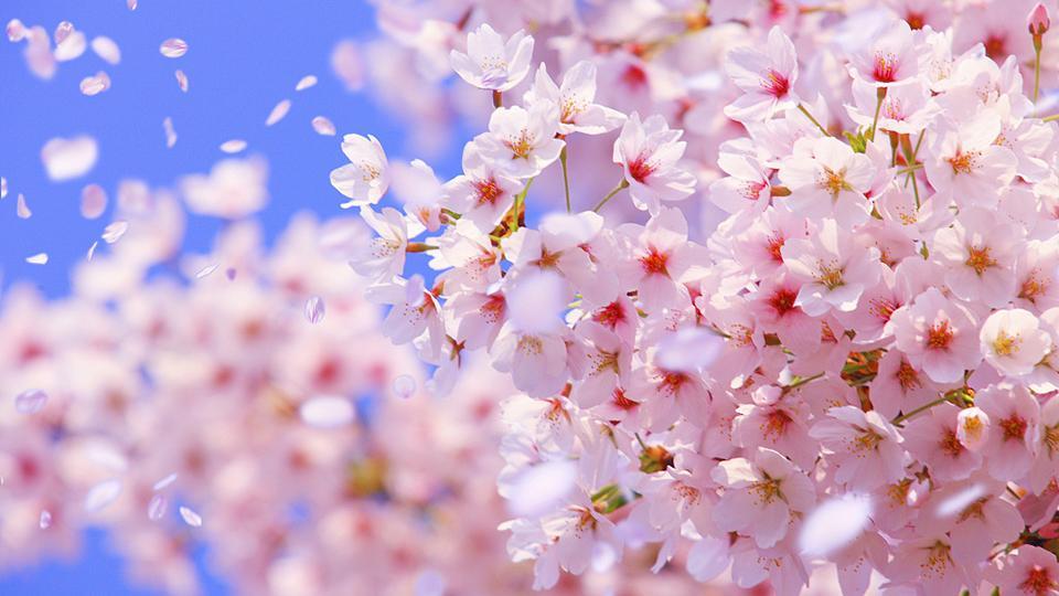 Flores de cerezo en primavera en parque chino
