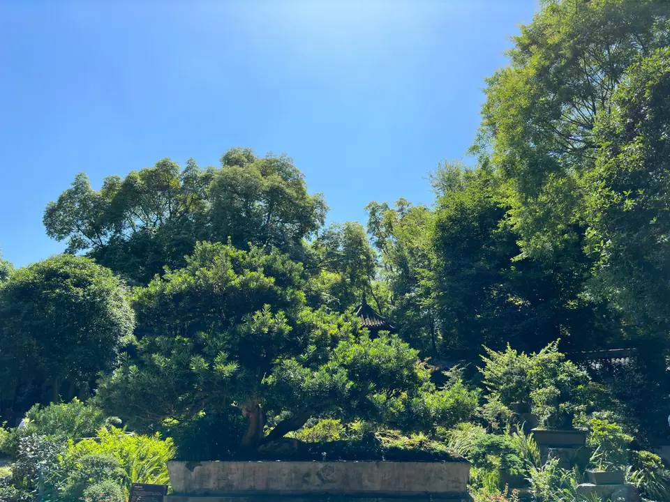Copas de árboles frondosos bajo un cielo azul en la Cabaña de Paja de Du Fu