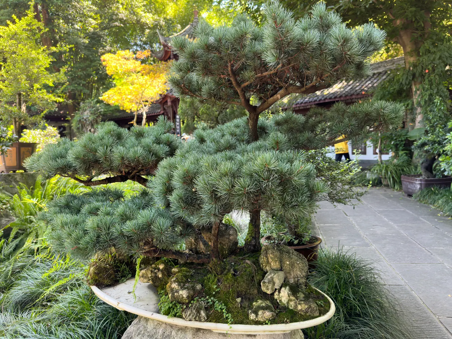 Pino bonsái en una gran maceta de piedra en el jardín de la Cabaña de Du Fu, Chengdu