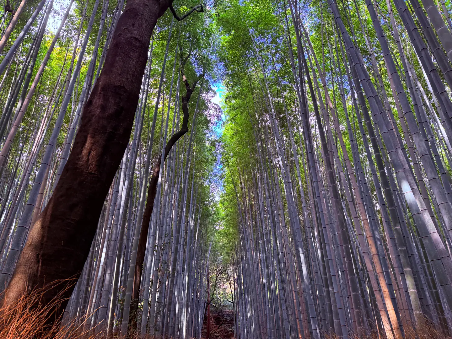 Cañas de bambú vistas desde abajo junto al tronco de un árbol, con luz filtrándose entre las hojas, Arashiyama, Kioto