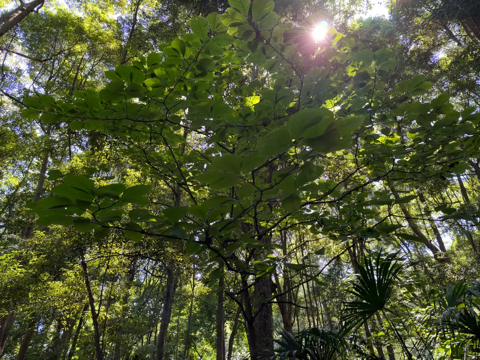Bosque de bambú a contraluz en la Cabaña de Paja de Du Fu, Chengdu