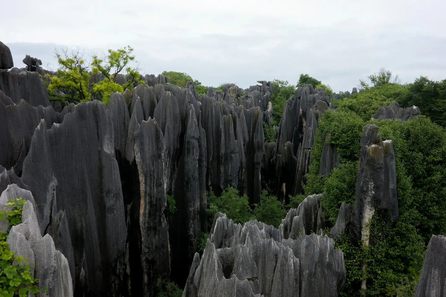 Pináculos de roca gris entre la vegetación en el Bosque de Piedra, cerca de Kunming