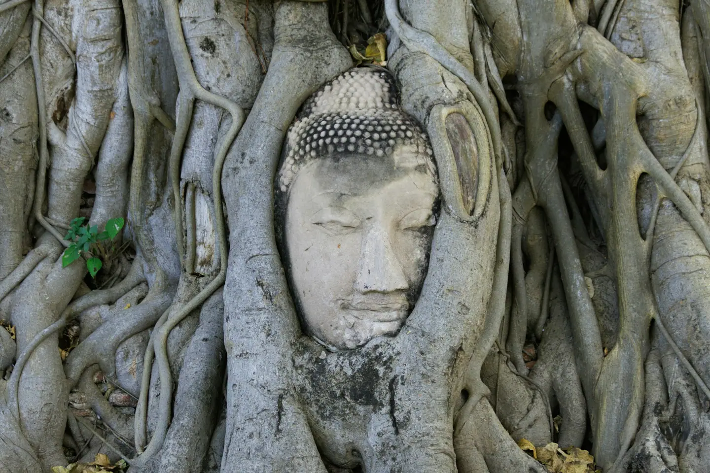 Cabeza de Buda de piedra envuelta por las raíces de una higuera en Wat Mahathat, Ayutthaya