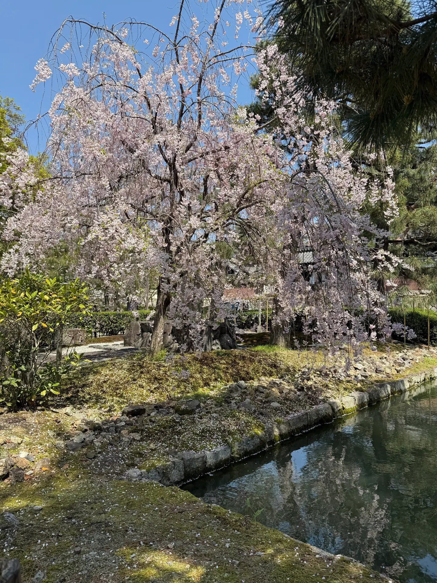 Cerezo llorón en flor junto a un estrecho estanque de agua clara en el jardín de Kennin-ji, Kioto