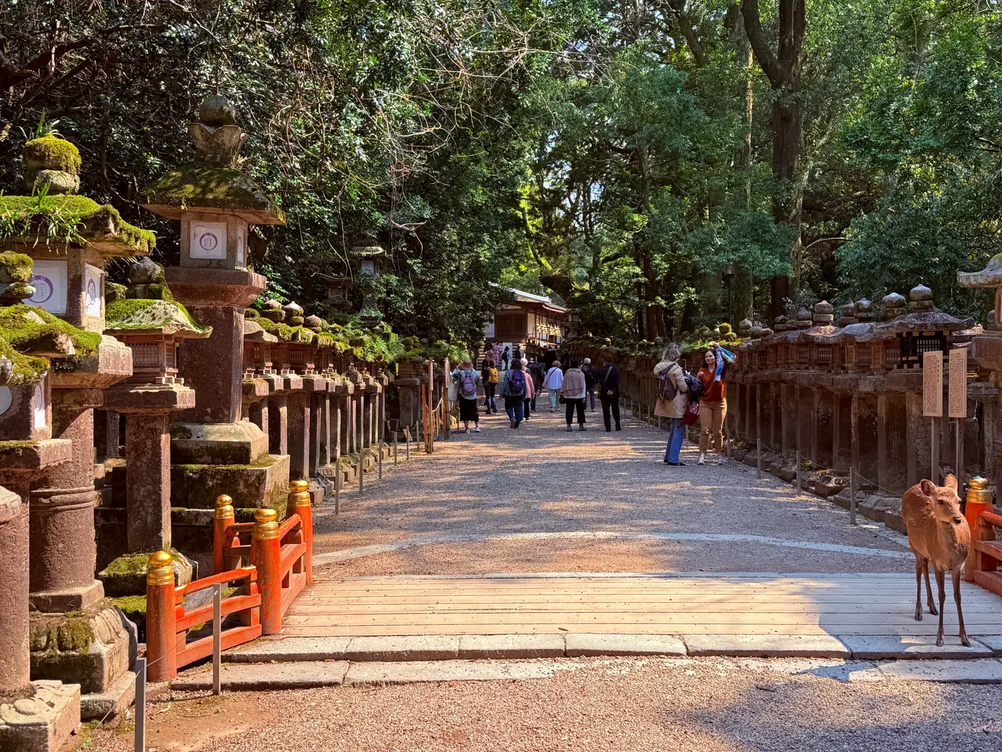 Ciervo en el camino de acceso a Kasuga Taisha, bordeado de faroles de piedra y árboles, con paseantes, Nara