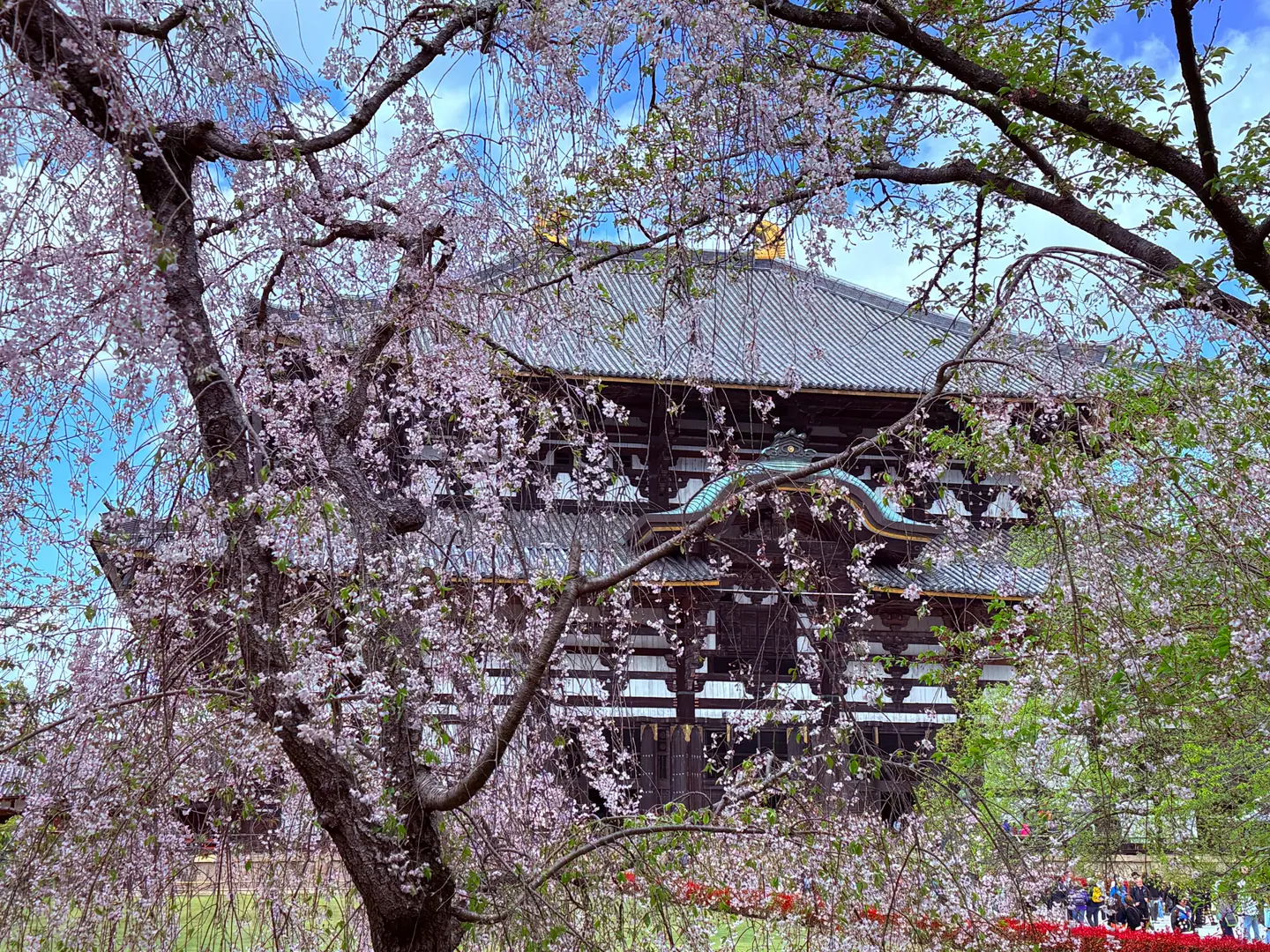 Gran Salón del Buda de Todai-ji visto a través de las ramas de un cerezo llorón en flor, Nara