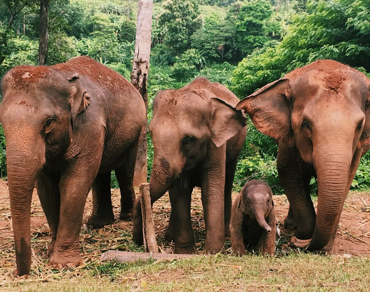 Tres elefantes asiáticos y una cría en un claro del bosque cerca de Chiang Mai