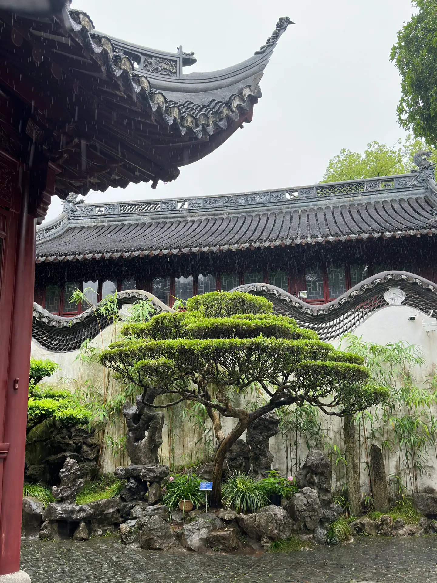 Muro blanco con cresta de dragón y pino en un patio del Jardín Yuyuan, Shanghái