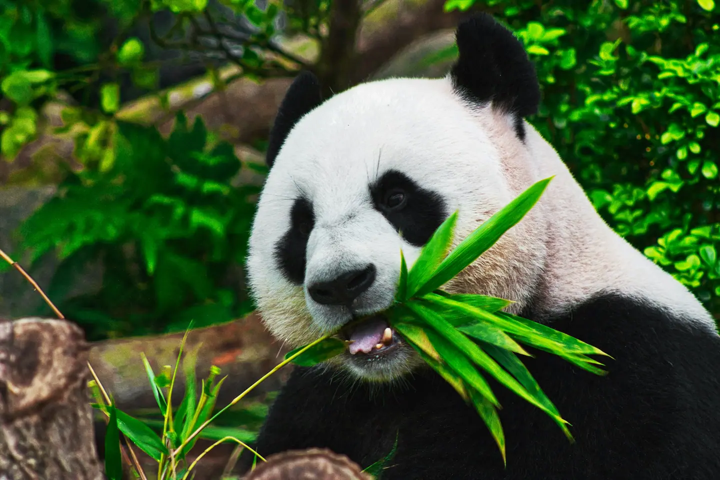 Panda gigante comiendo hojas de bambú entre la vegetación