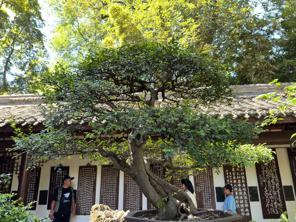 Árbol penjing ante un pabellón tradicional en la Cabaña de Paja de Du Fu, Chengdu